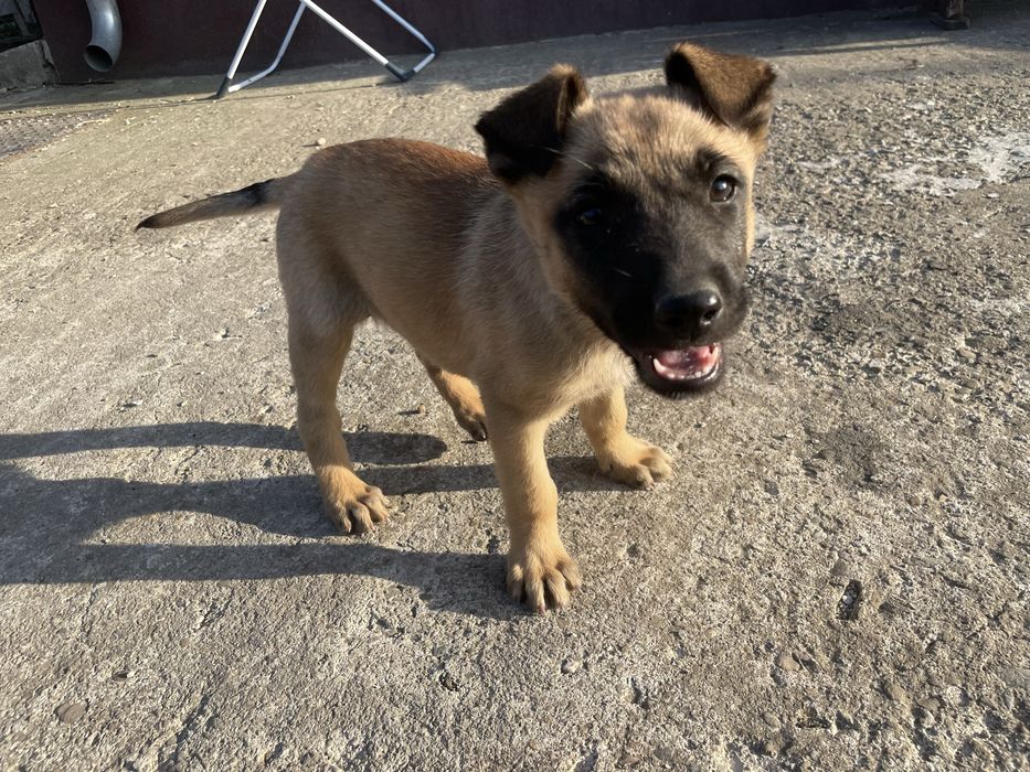 Catelusi Malinois,spre adoptie!