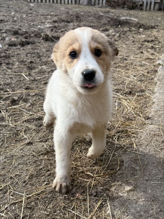 Donez căței, 2 fetite si un baiat