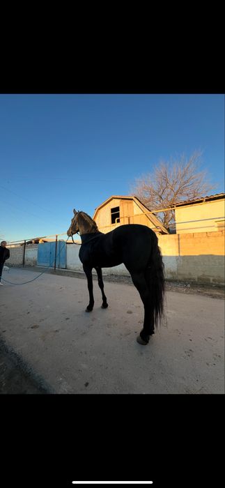 Продется лошадь Фриз