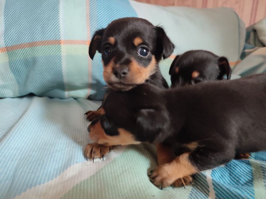 Продам щенков породы мини той