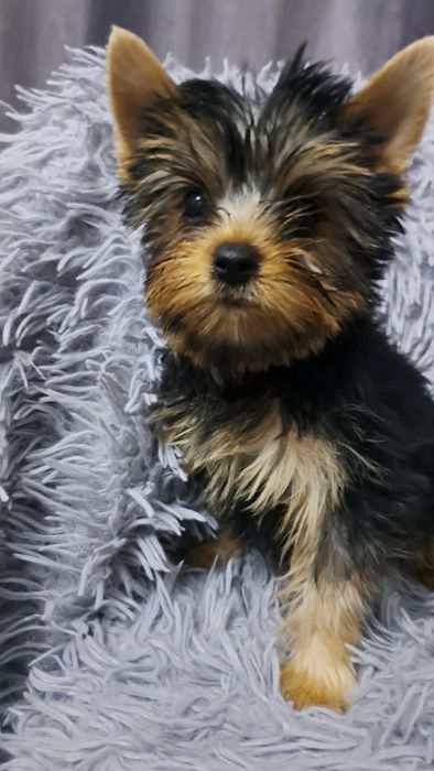 Продаю клубных щенков йорков