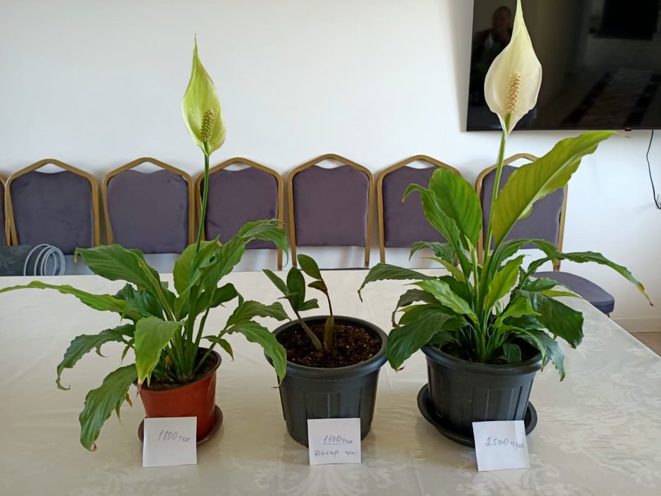 Распродажа комнатных цветов