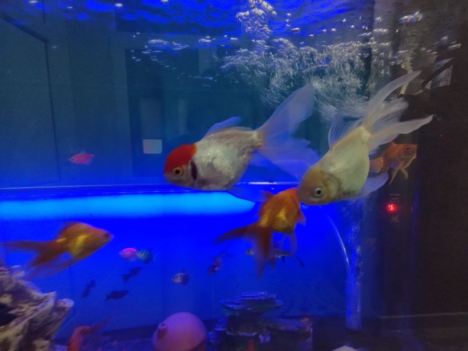 Аквариум полностью