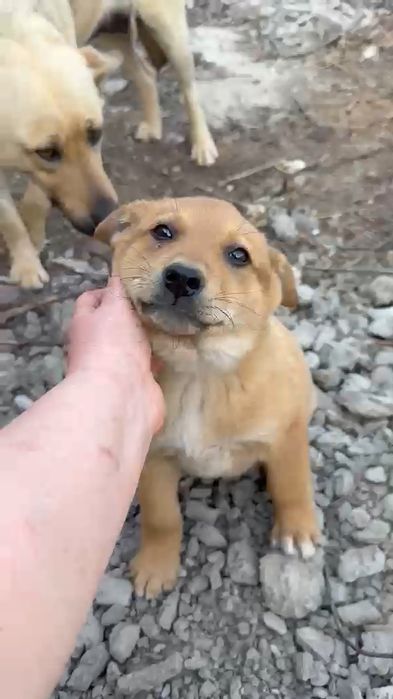 щенки от помесной овчарки