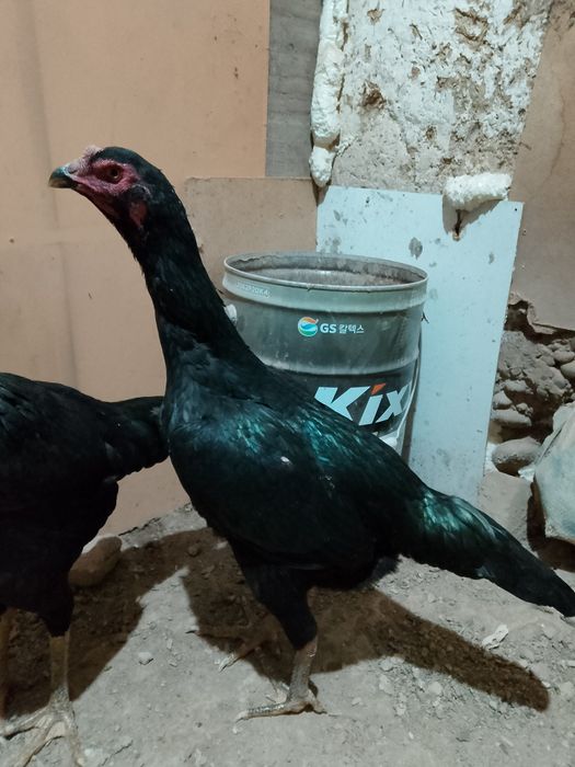 Дакан мекен сатылады