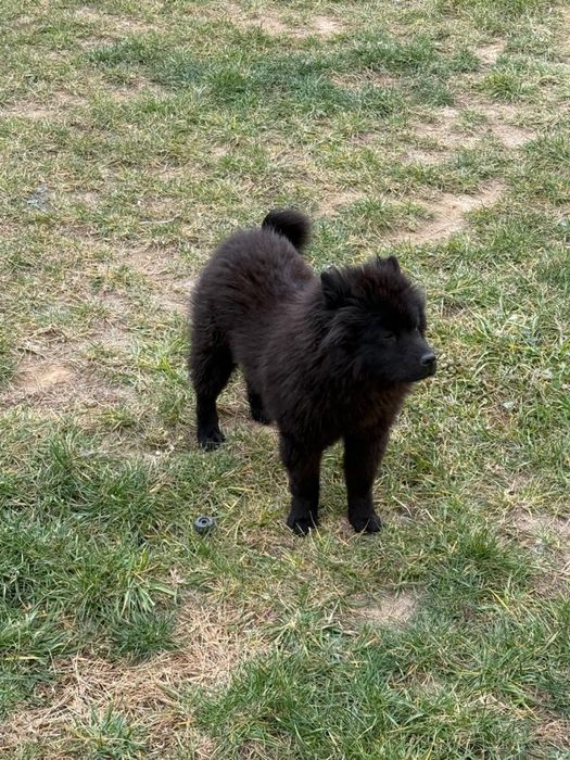 Продается собака