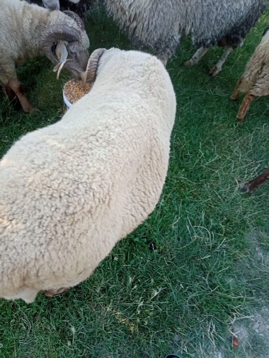 Vând Berbeci buni mai și grași
