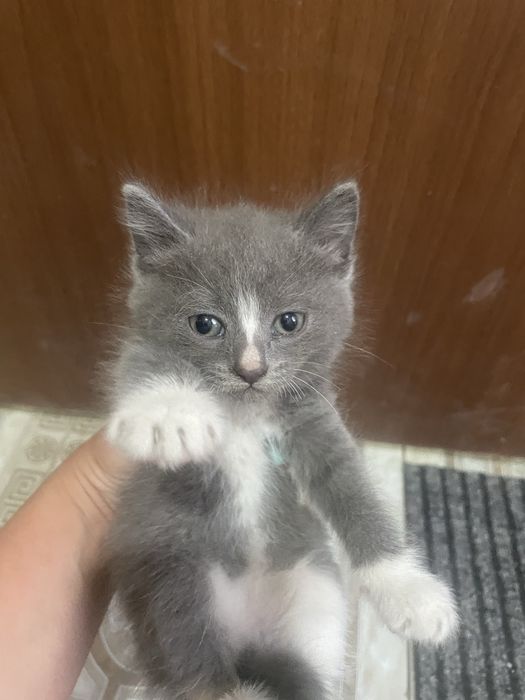 Отдам котят в добрые руки