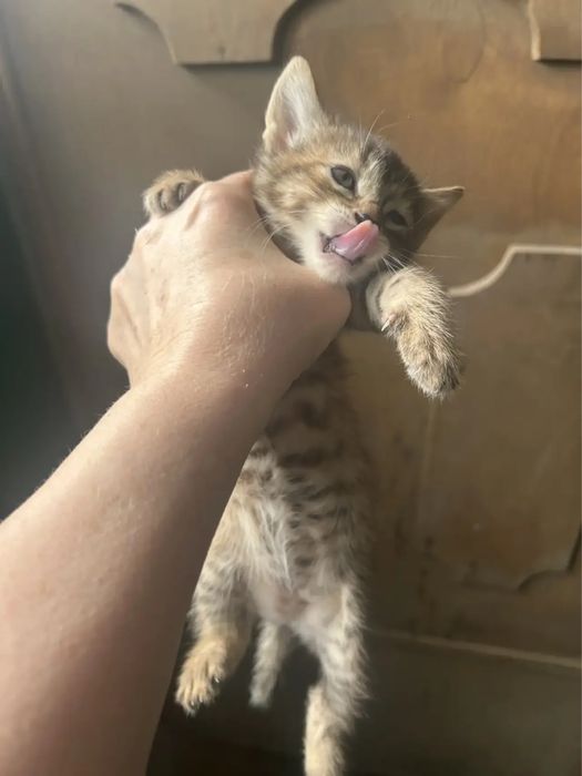 Котята ищут хозяев