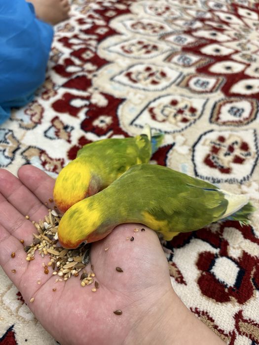 Попугай неразлучники