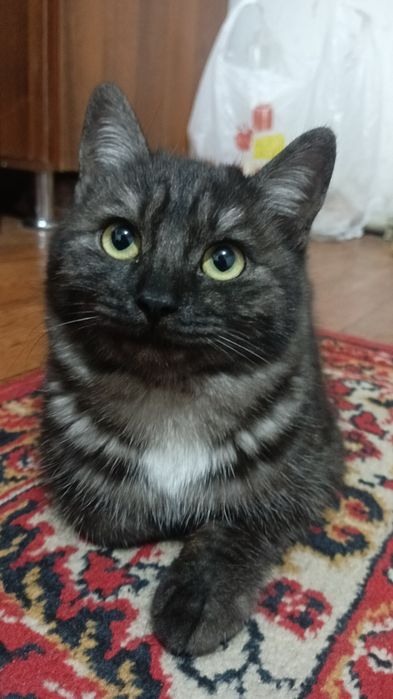 Котенок 6-7 месяцев мальчик