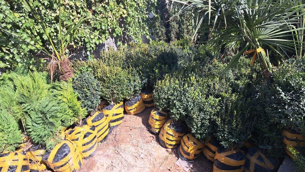 Koʻchatlar sotiladi