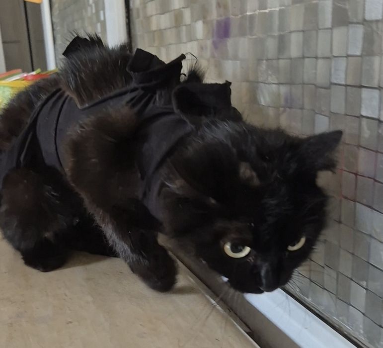 Тарзанка ищет заботливые ручки!