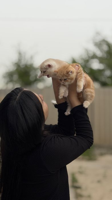 Kiz British shorthair 3 oylik mushuk