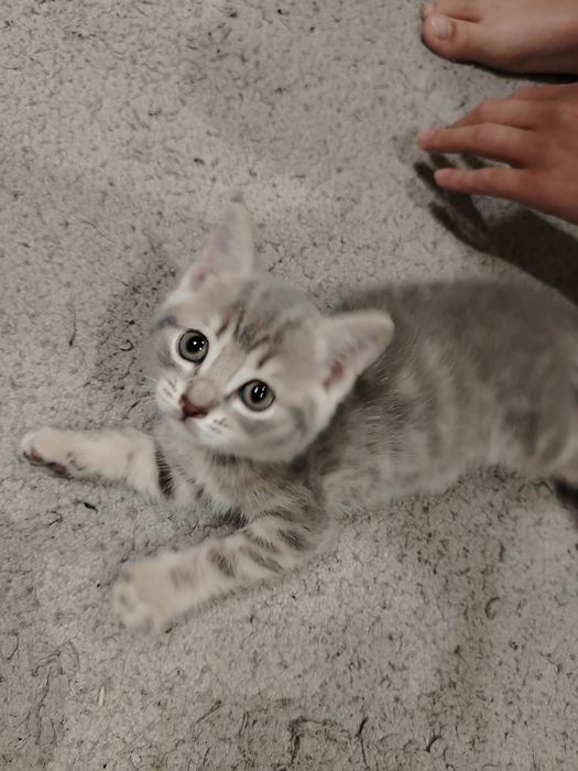 Продам котят британцы