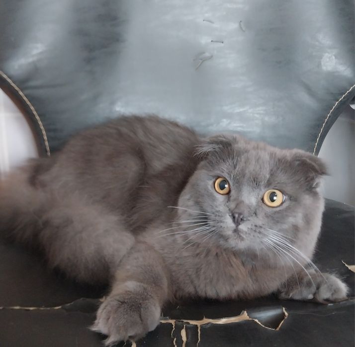 Кошка британец .