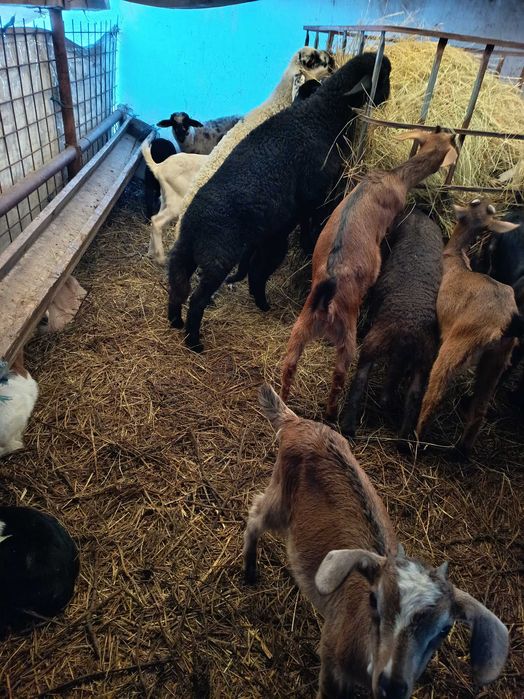 Vând iezi de anul acesta