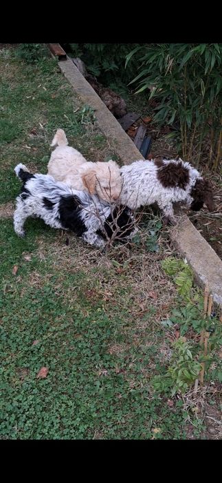 Лагото Романьоло