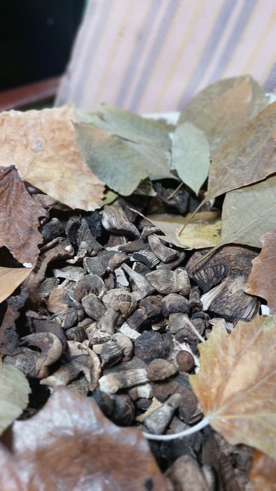 Продаётся. Белый Гриб сушёный,лесной.