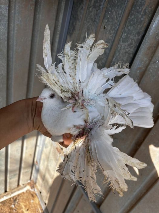 Голуби Тасман бусый греб сильная