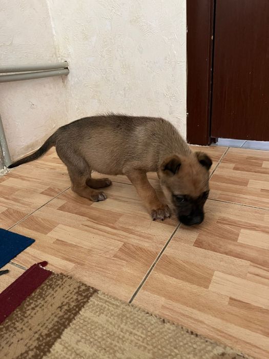 Кушік суйкімді кішкентай.