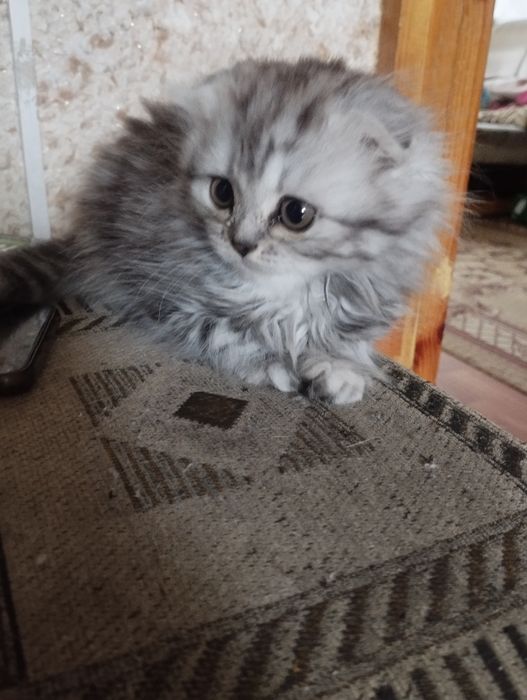 Продам шотландских котят