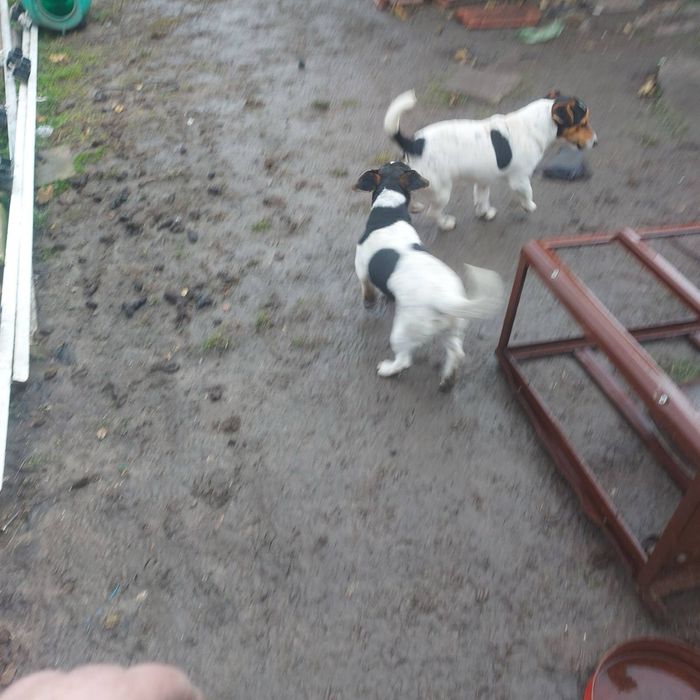 Джак ръсел териер