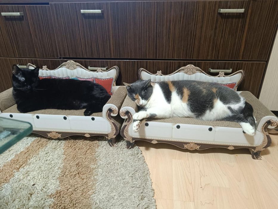 Cat Sitting de LUX – „Olimpul Pisicilor”