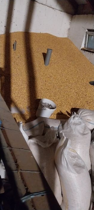 Porumb  umiditate 13 de vînzare