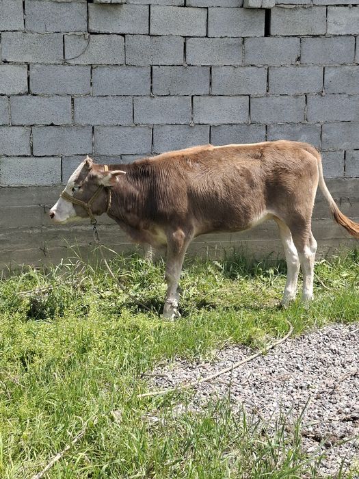 Сиыр сатылады 4еу