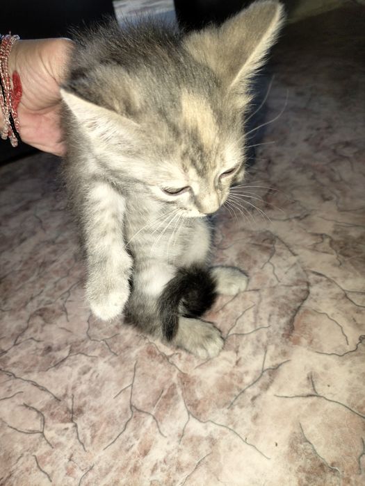 Отдам котенка в добрые руки