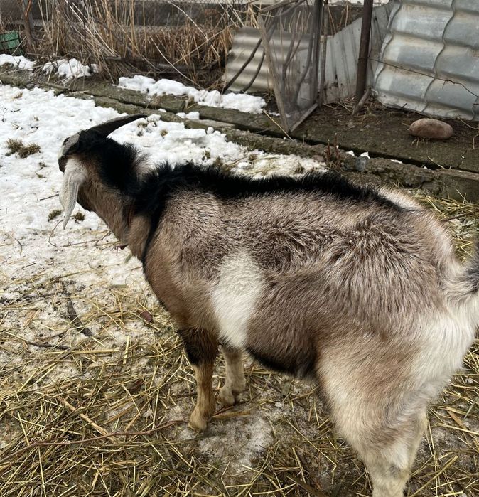 Козёл англонубийский теке
