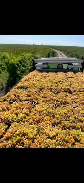 Strugurii de vin începând pe 10 09 2026