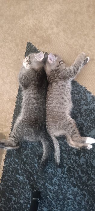отдам котят в добрые руки