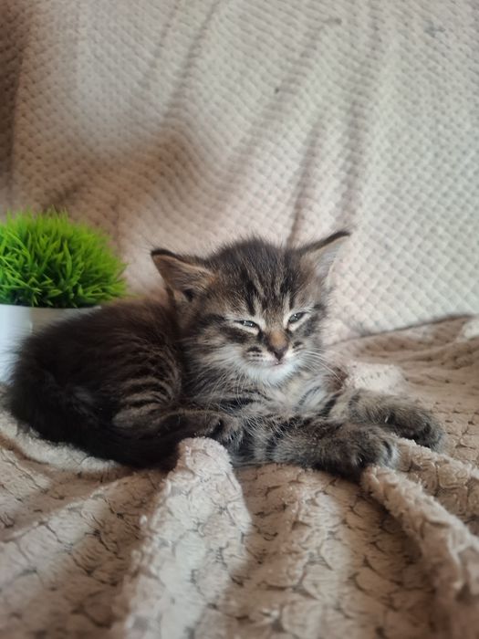 Милые ручные котики