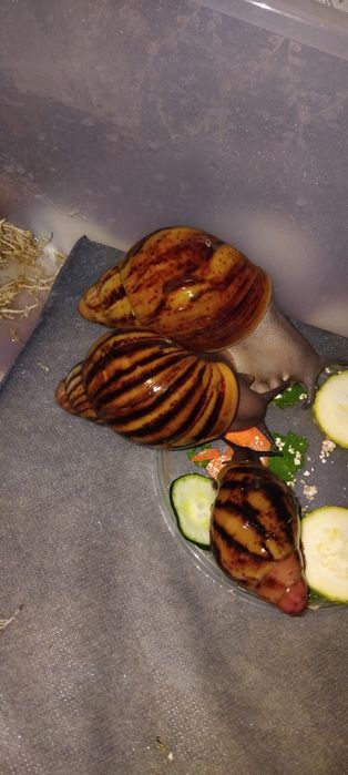 Улитки ахатины и архахатины