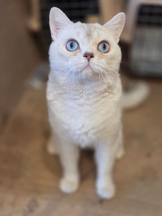 В добрые руки шиншилла котик молодой