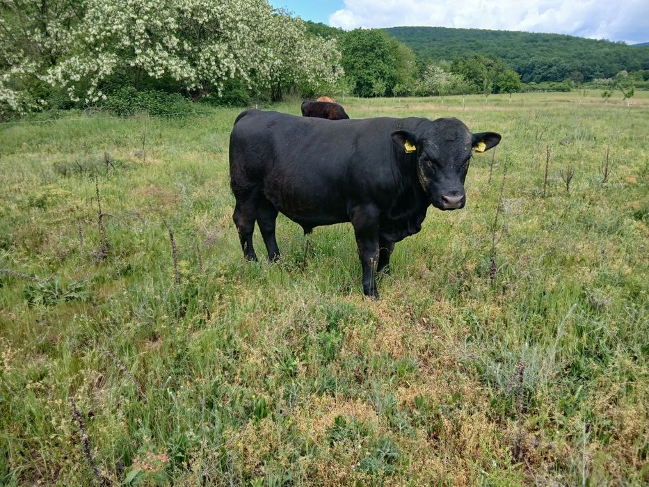 De vanzare Taur Angus