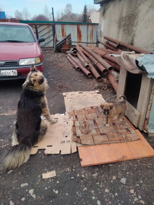 Отдам щенка в добрые руки