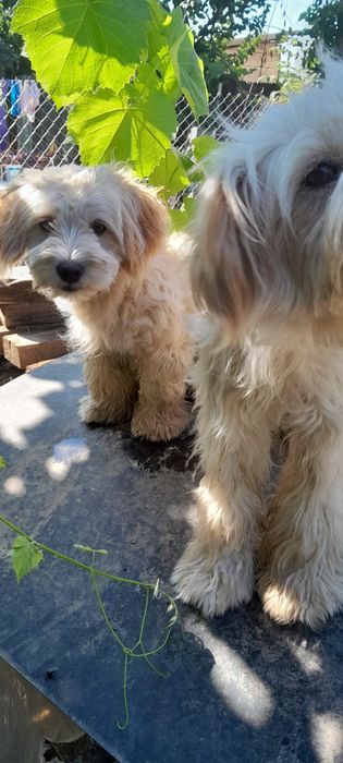 Donez metis 2 fetițe  gratis