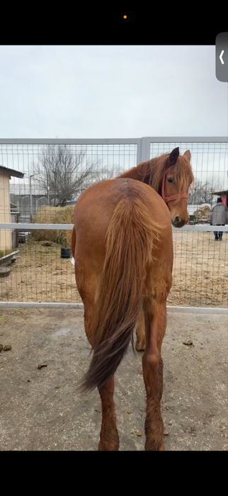 Iapă fără defecte de vânzare