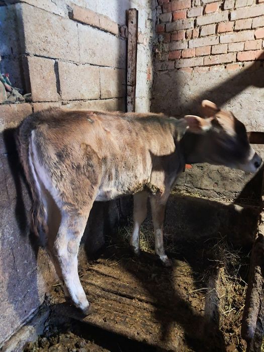 Продавам женско теле на 3месеца