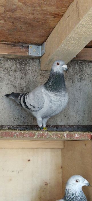 Porumbei voiajori