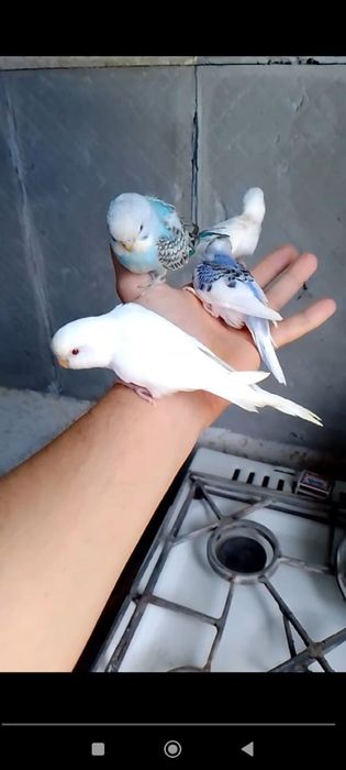 Ruchnoy papugaylar sotiladi