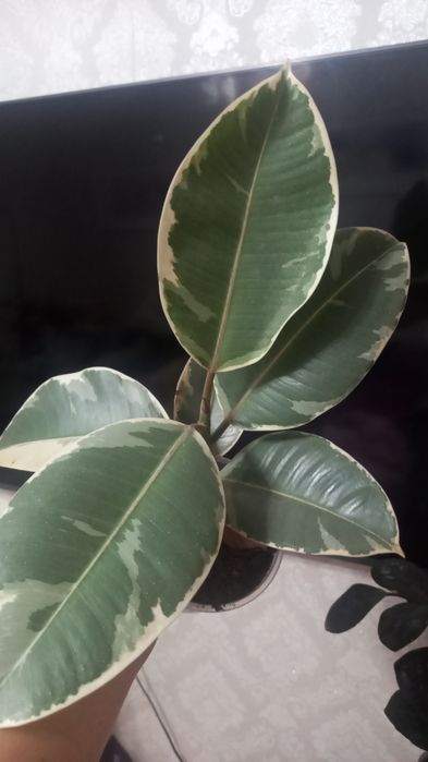 Продам.    цветы