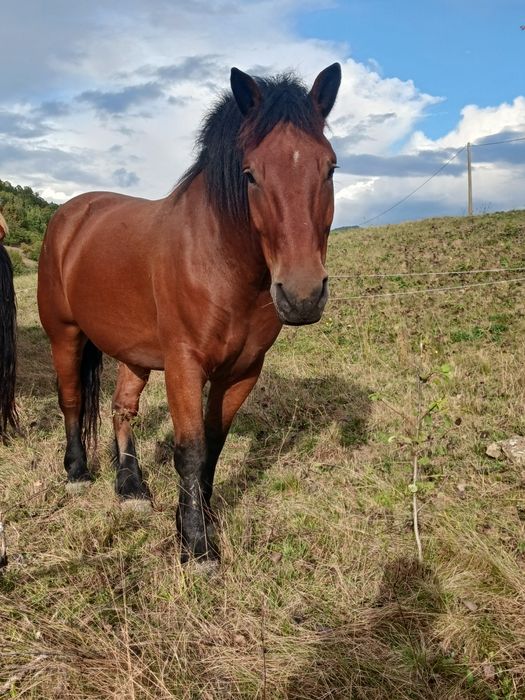 Vând un cal de 4 ani simanz de 1 an