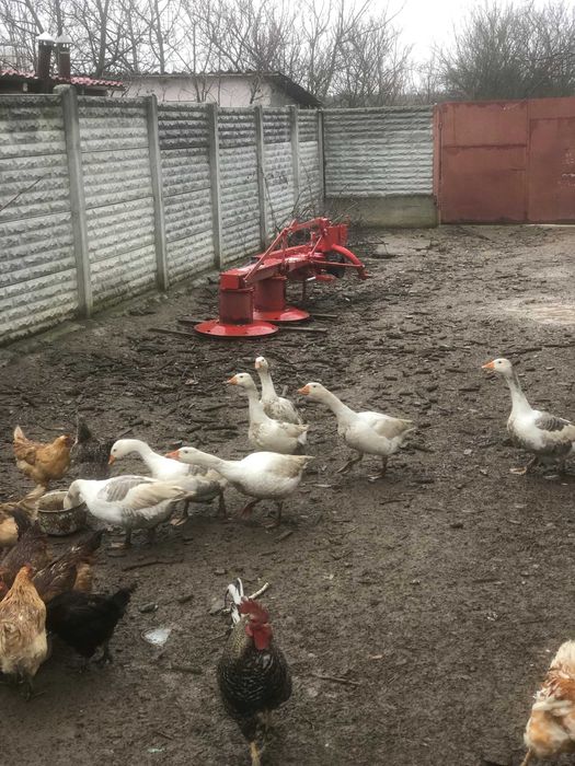 Vand gaste romanesti