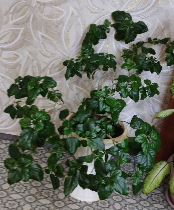 Продам комнатные цветы