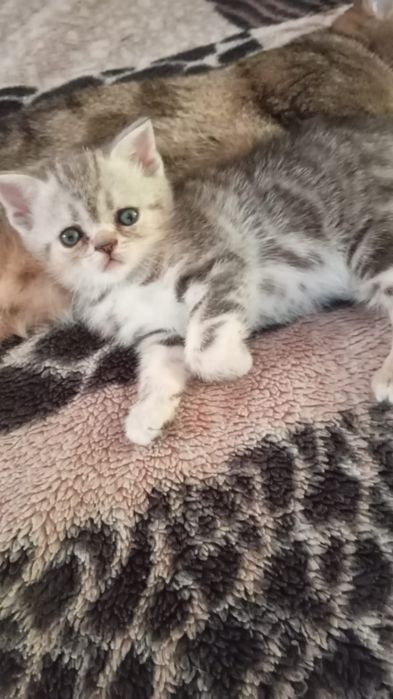котята вислоухие