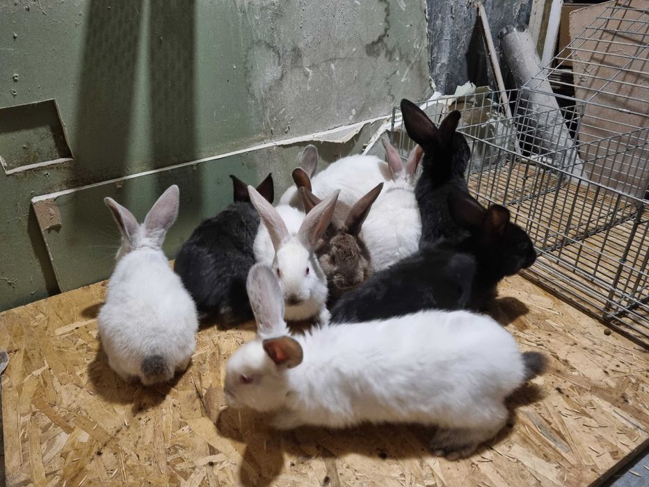 Irpurasi metis UT cu Ug